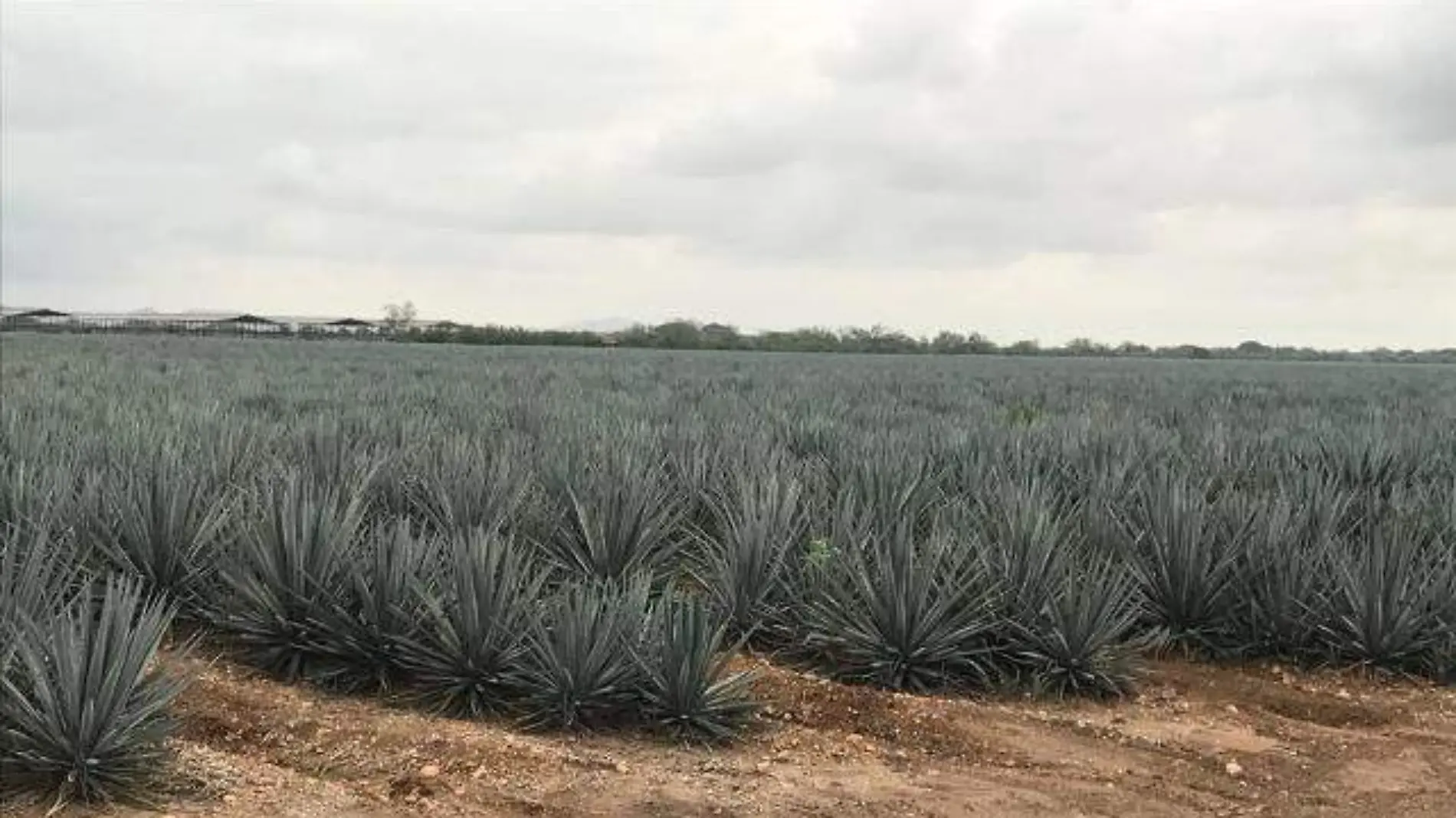 agave