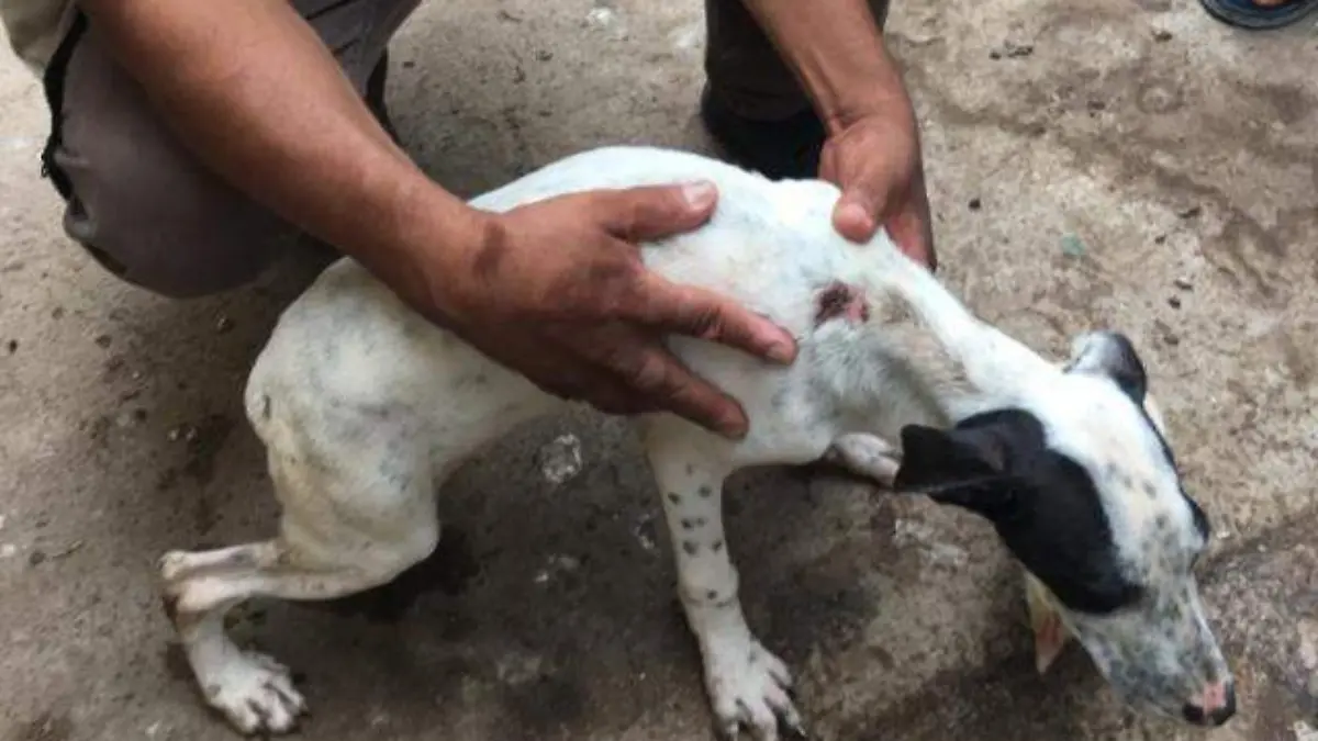 PERROSUNO