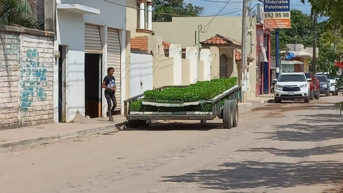horicultores-resguardan-sus-plantas-por-rosylin