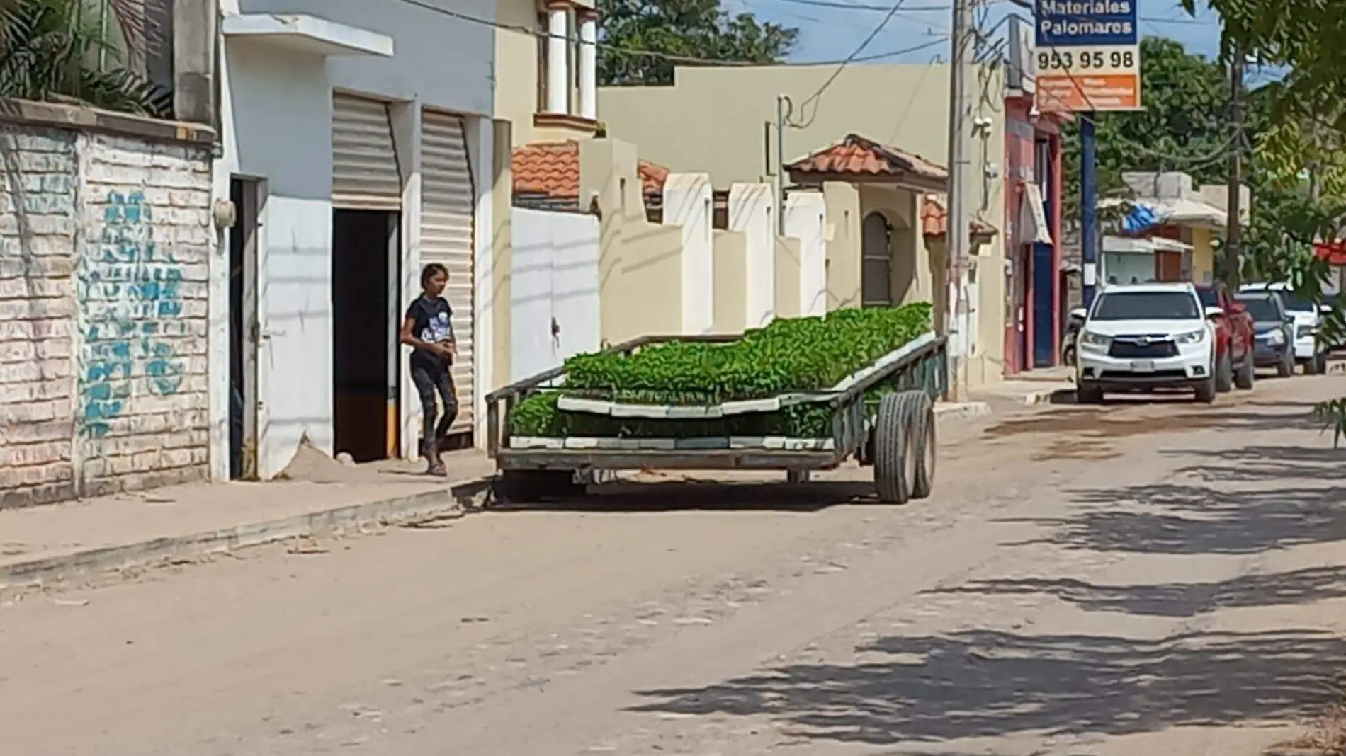 horicultores-resguardan-sus-plantas-por-rosylin