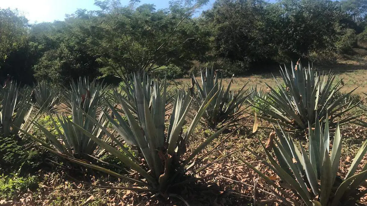 agave