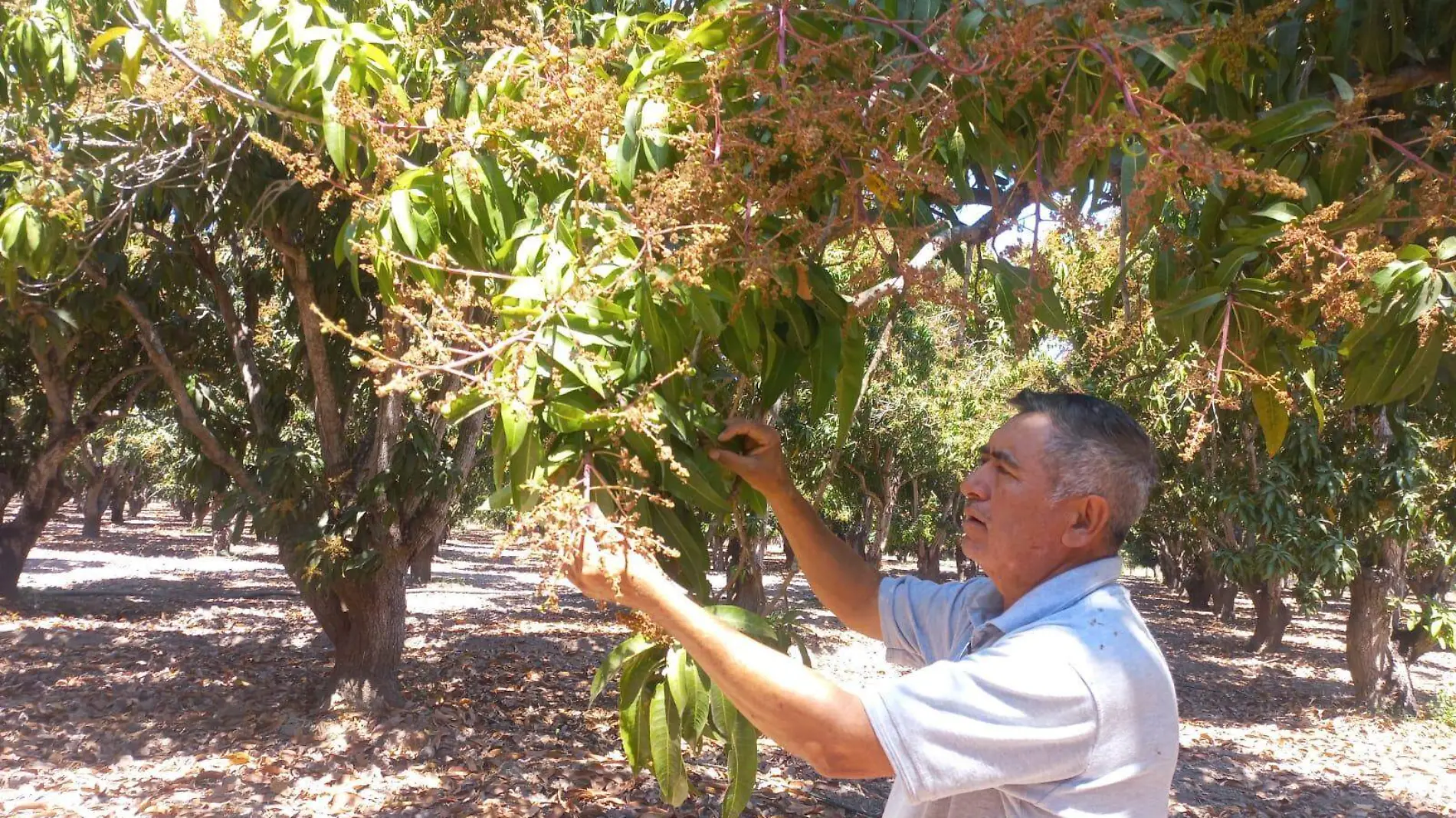 huerta-de-mango-florecido