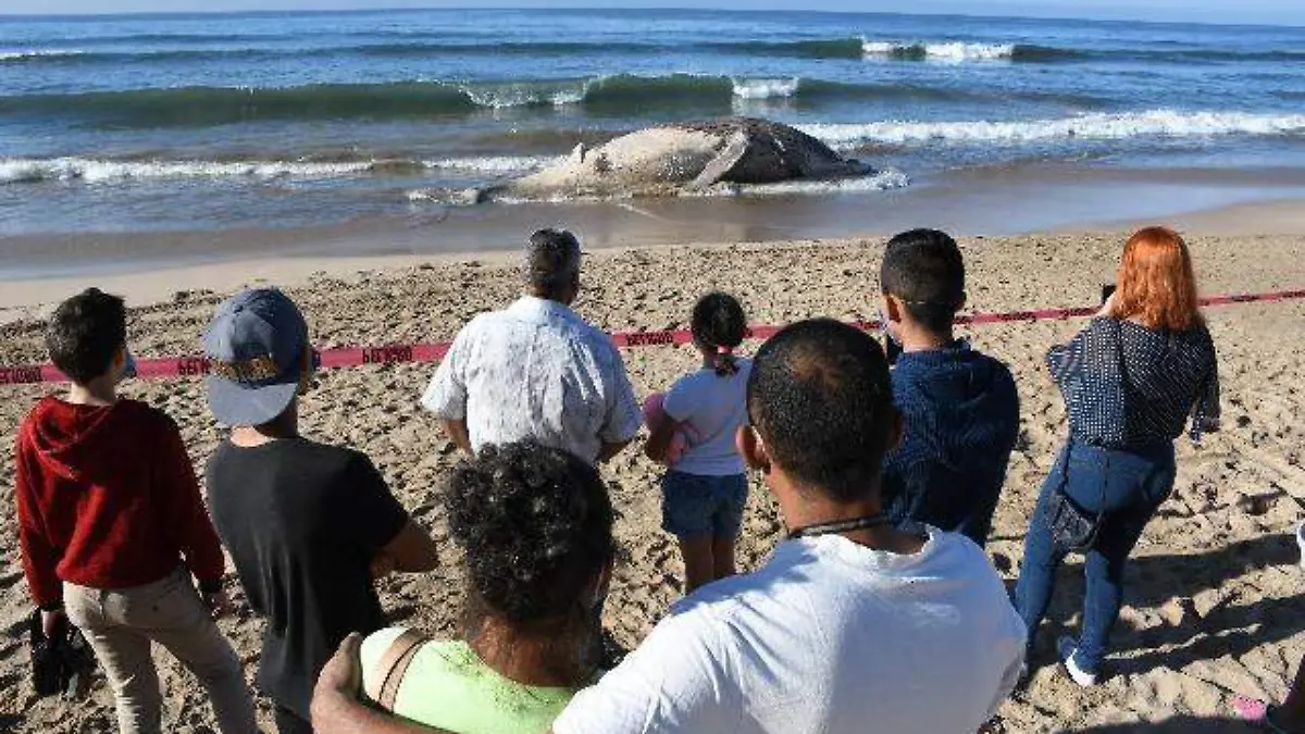 BALLENA DOS