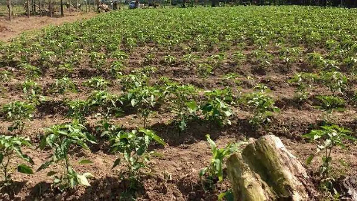 PLANTACHILE