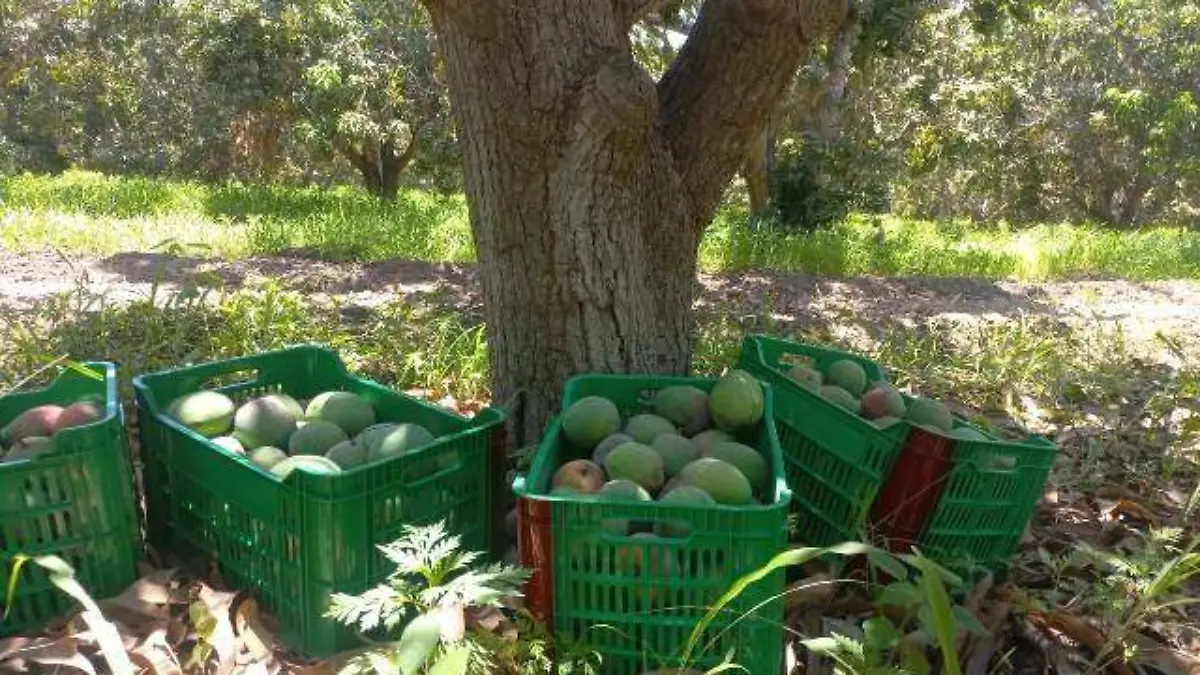 temporada - mangos - escuinapa