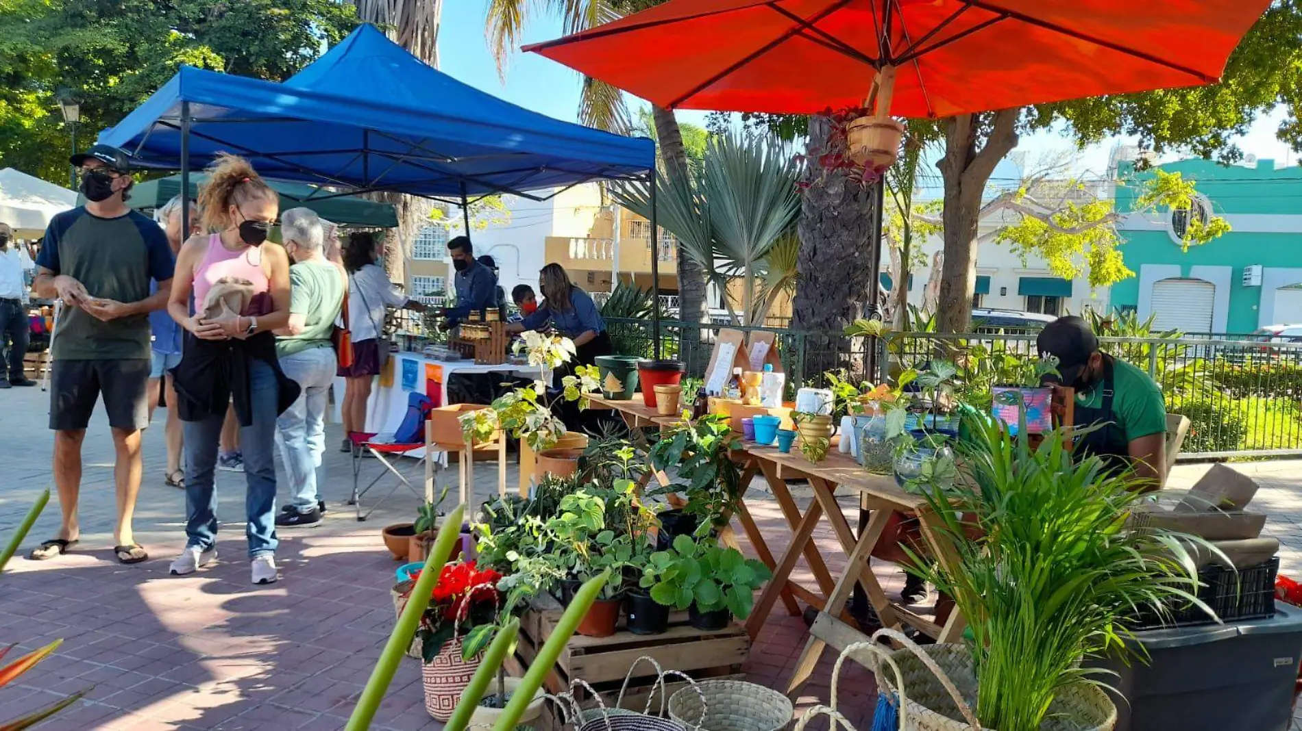 mercado-organico-mazatlan