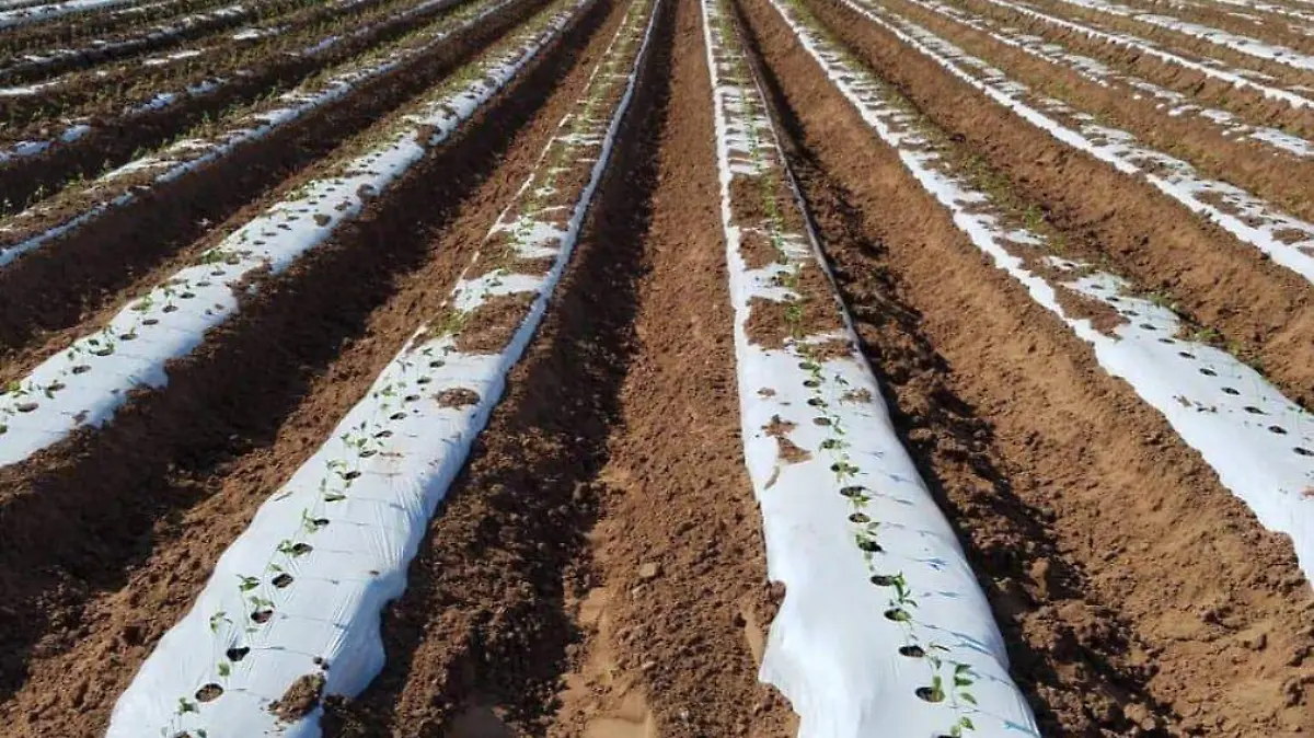 alistan horticultores del valle