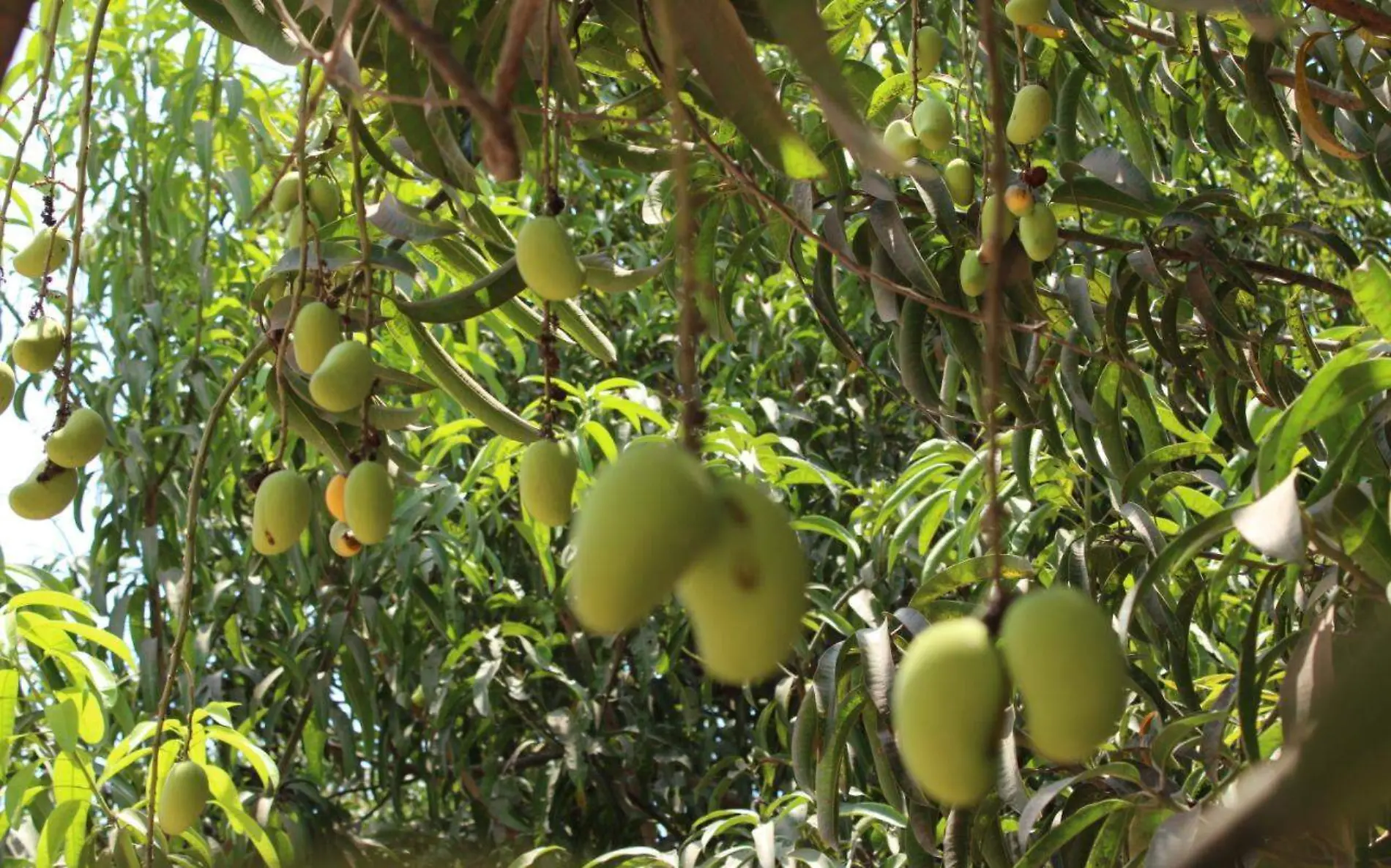 productores-de-mango