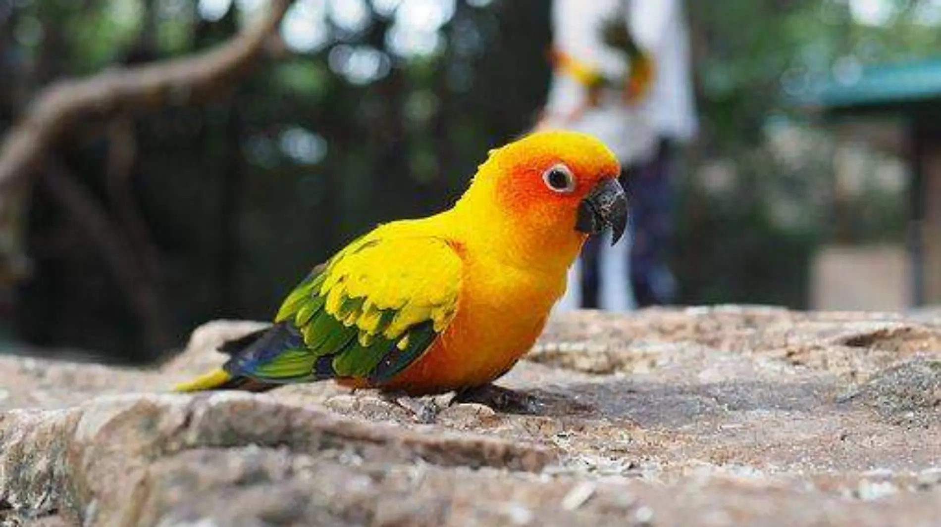 sun-conure-5951910__340