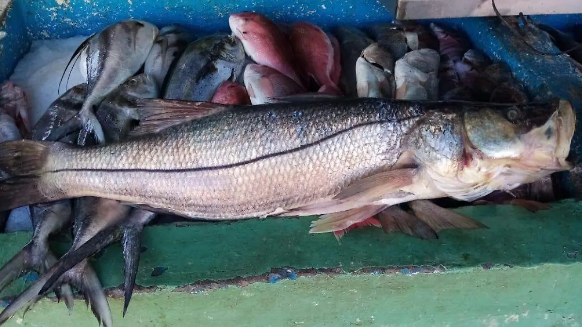 pescado3