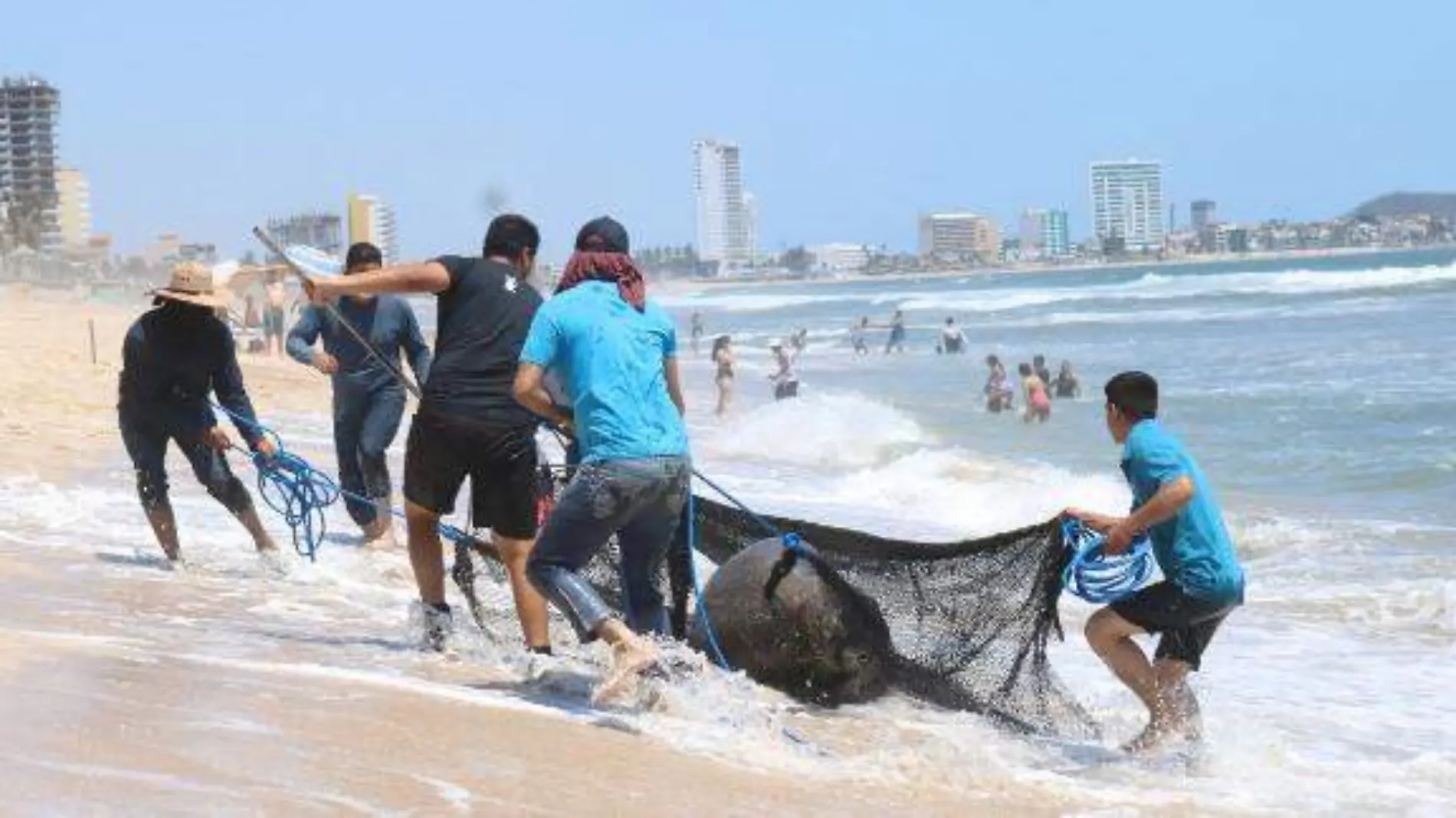 Rescate-lobo-marino