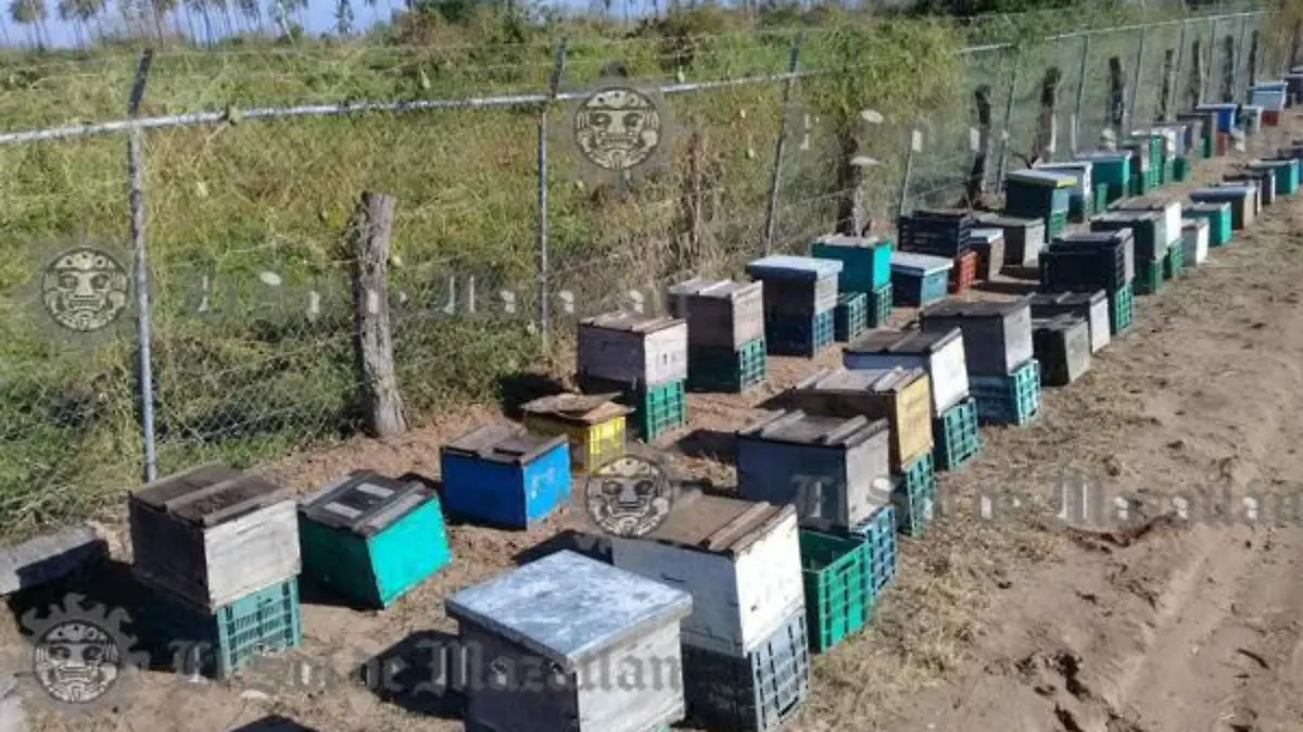 Apicultor pierde su apiario ante el paso del huracán Willa.