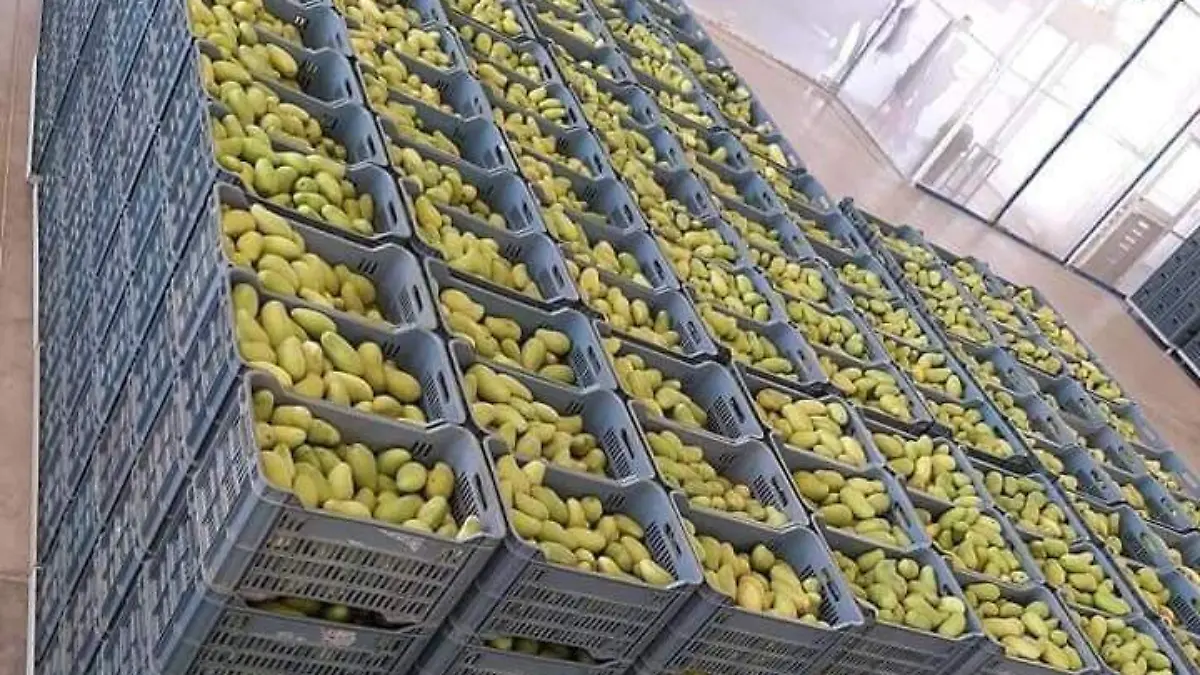 -exportaciones-de-mango-