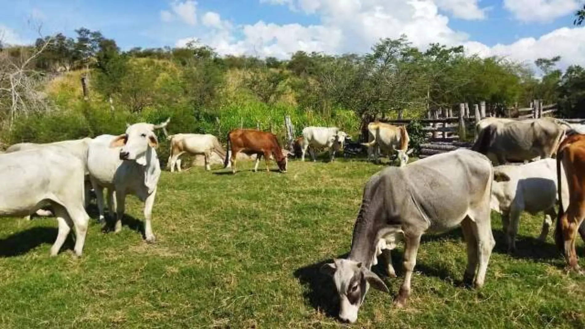 ganaderos