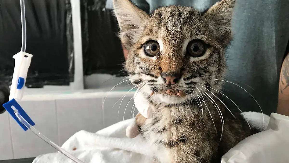 lince 3