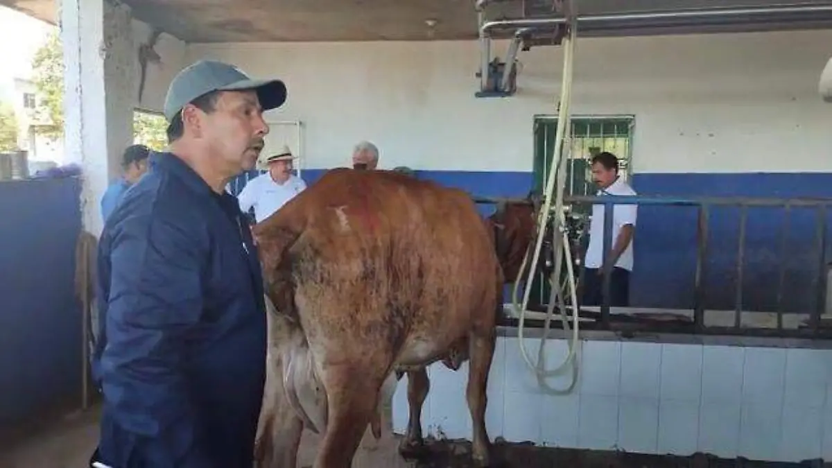 ganado