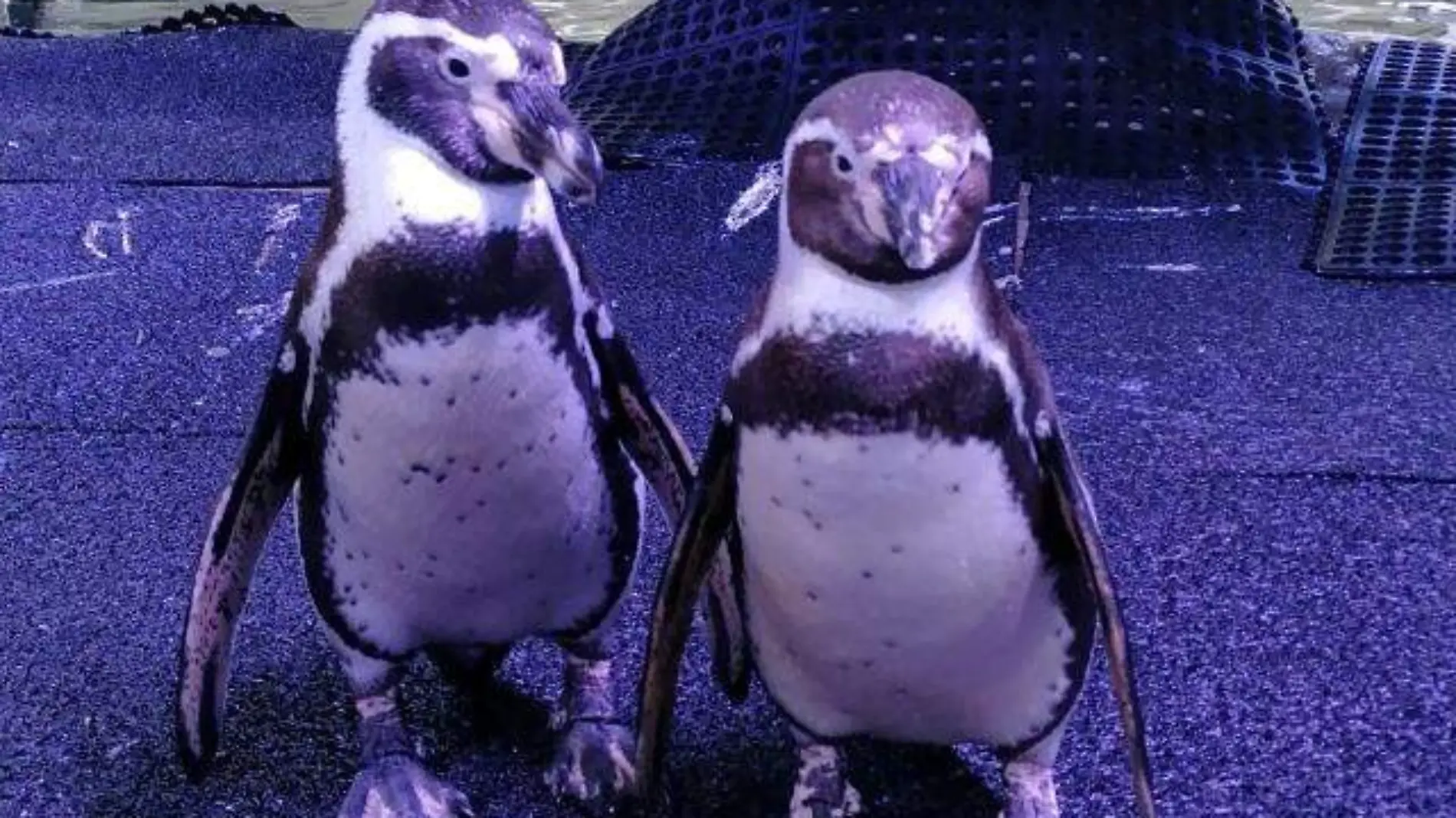 pinguinos