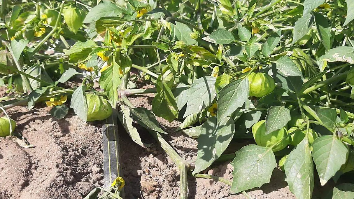 -Agricultores-de-Sinaloa-están-en-crisis1-