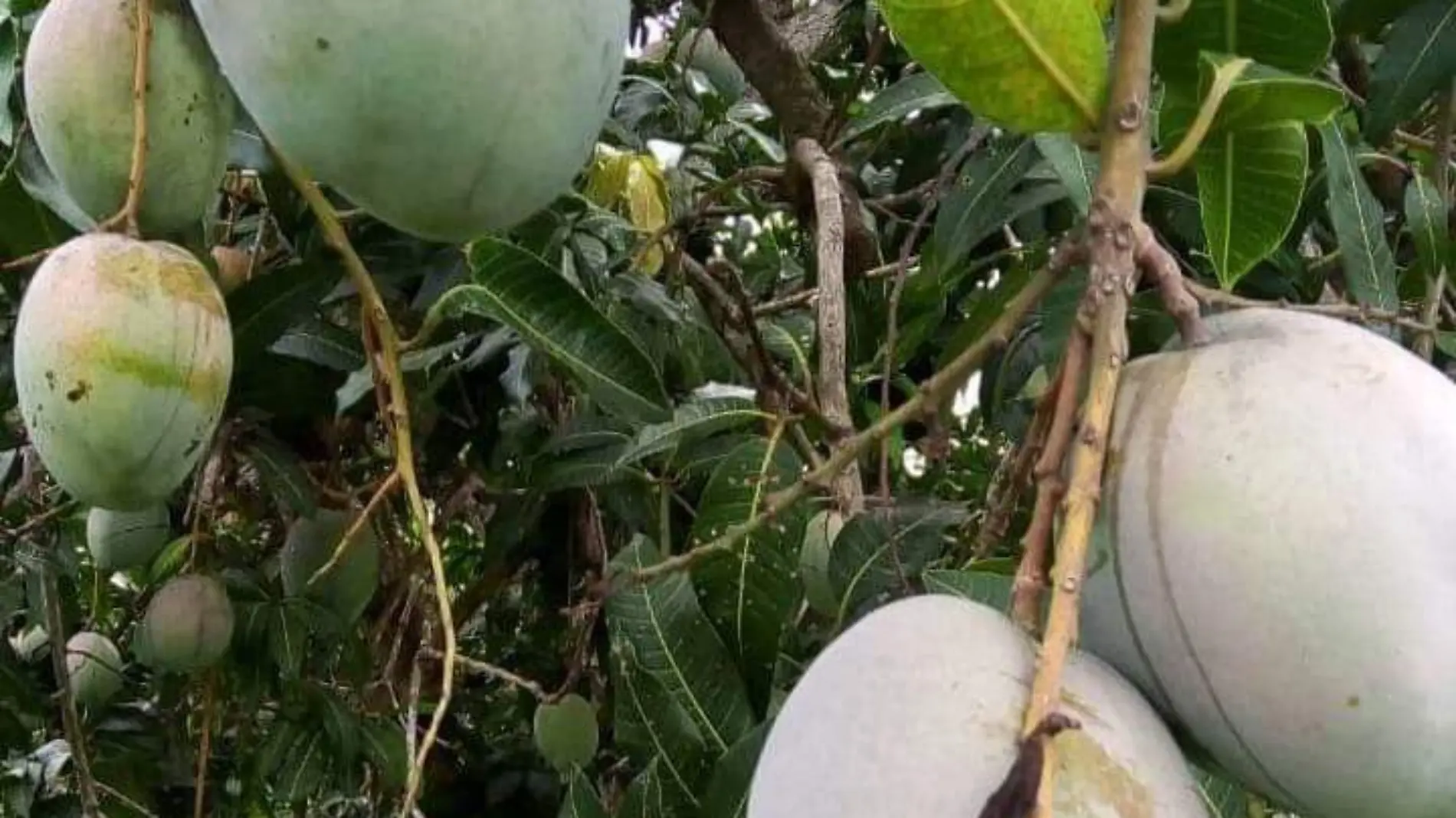 mango-escuinapa