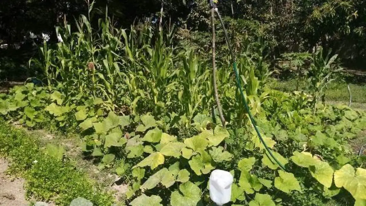 HUERTOS CUATRO