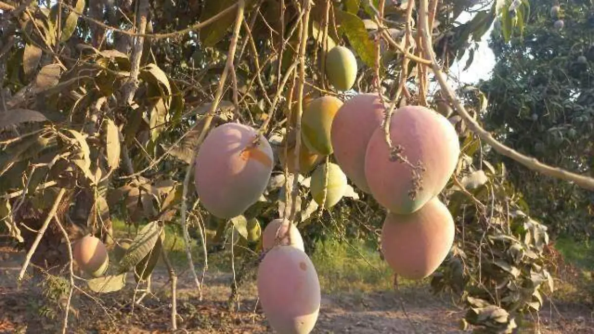 mangos