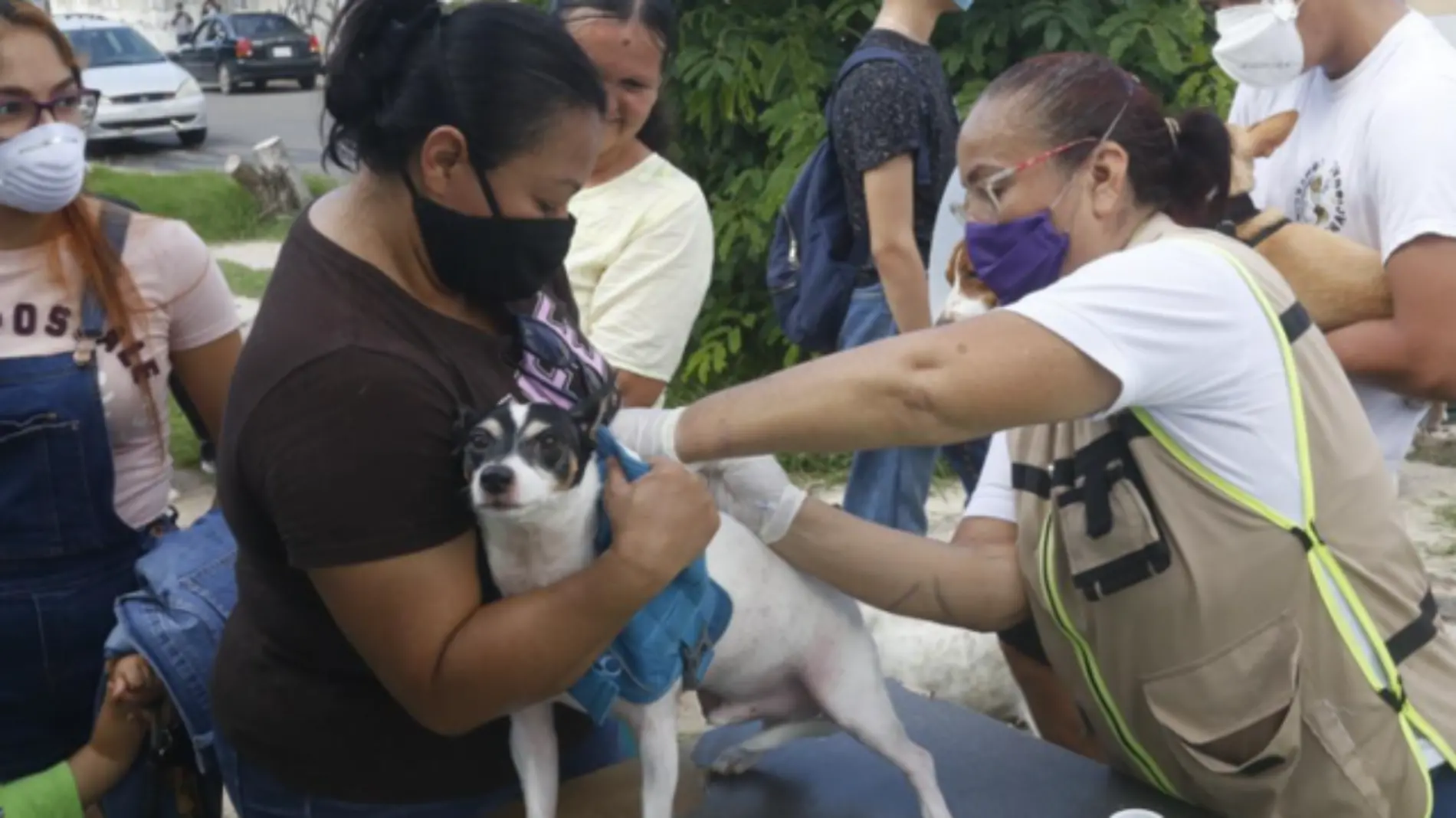 Veterinario