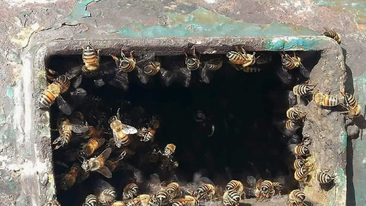 girasoles-mazatlan-abejas