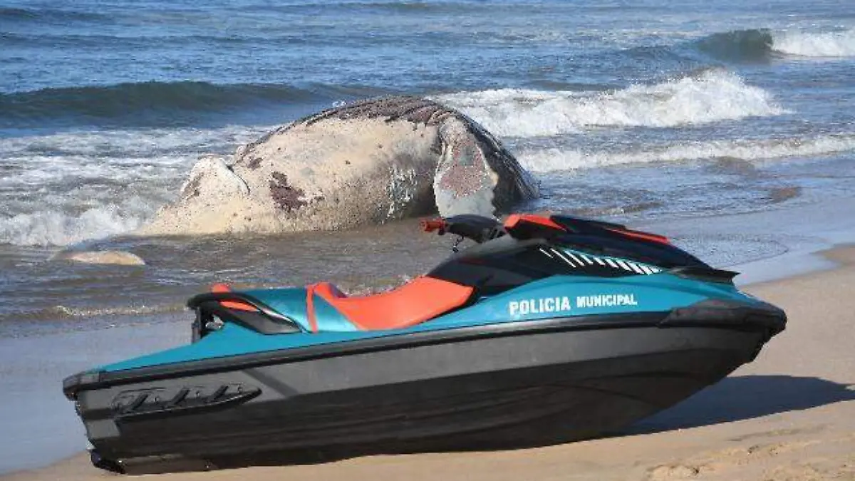 BALLENA OK