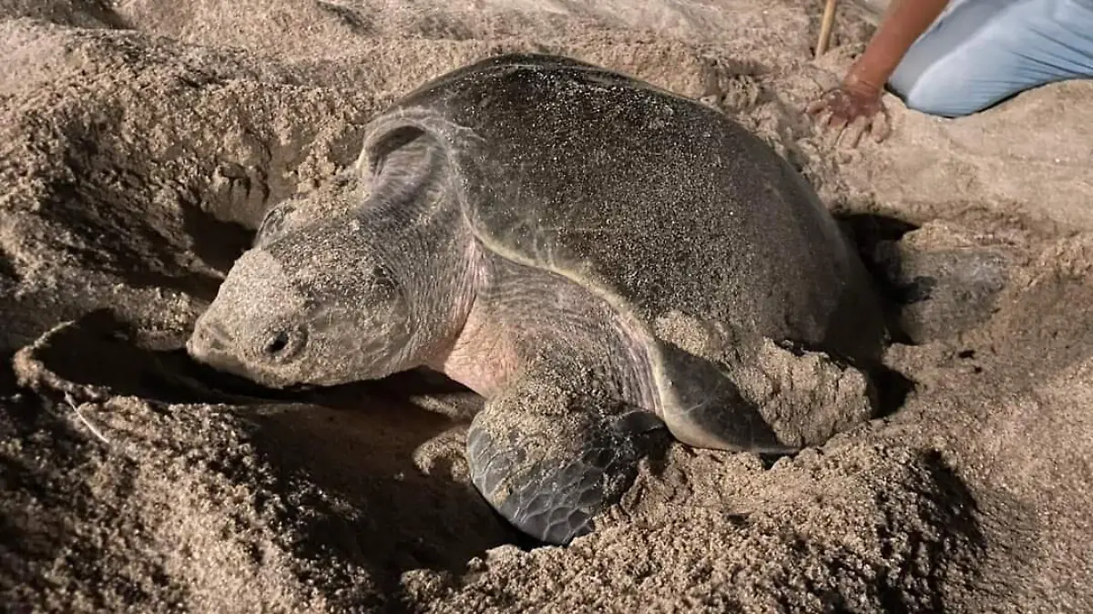 WhatsApp Image 2023-09-06 at 10.23.35 AM