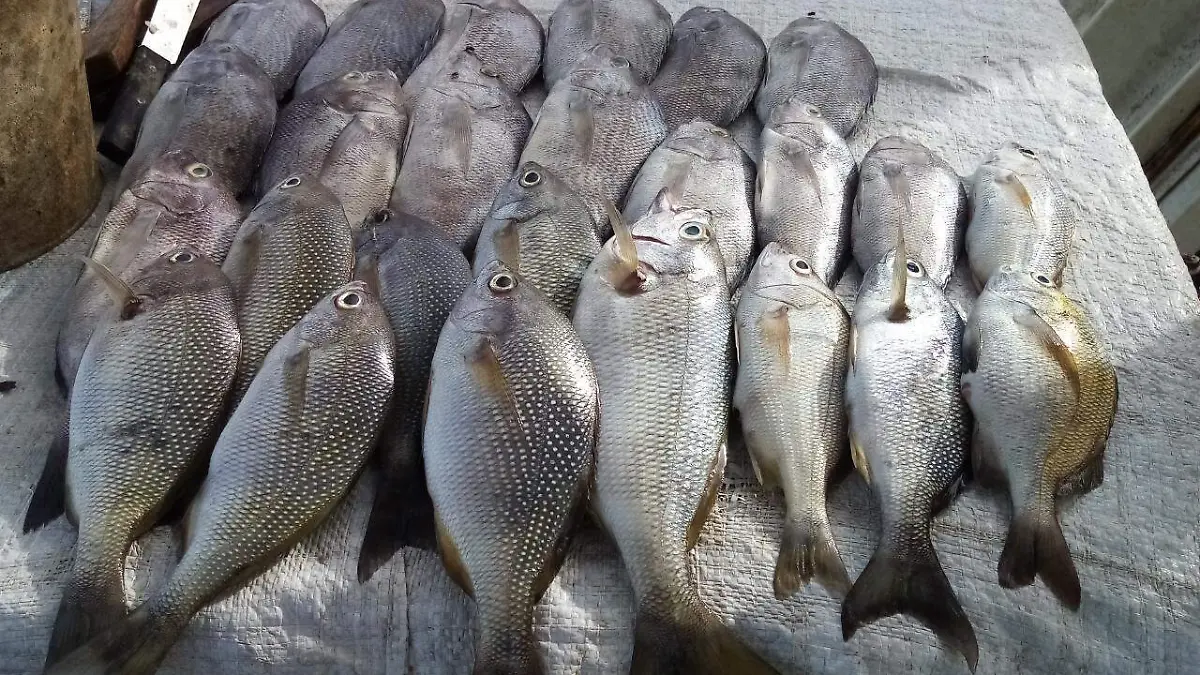 pescado