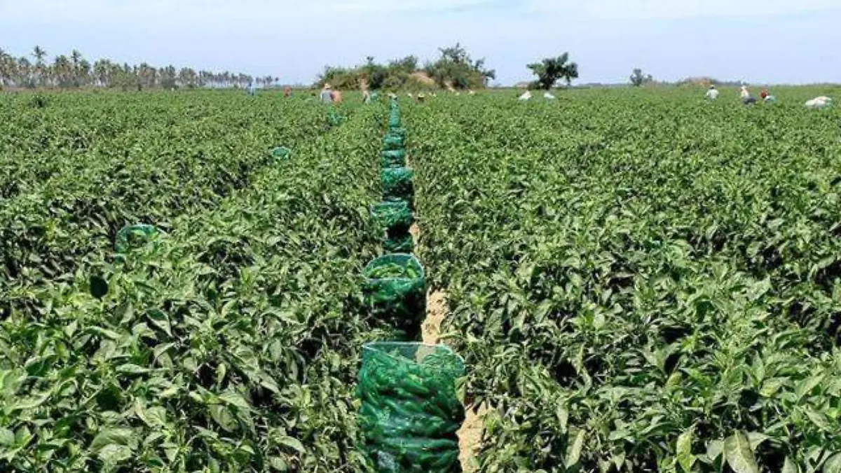 AGRICOLA