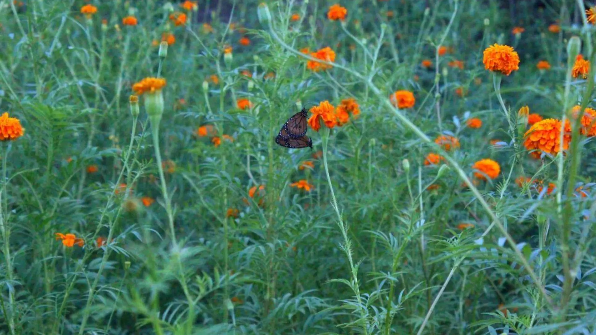 campos-de-flor-de-cempasuchil