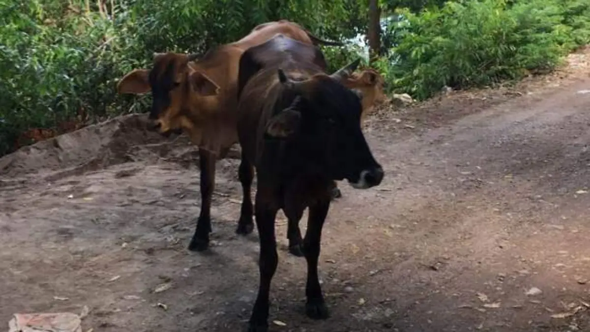 vacas