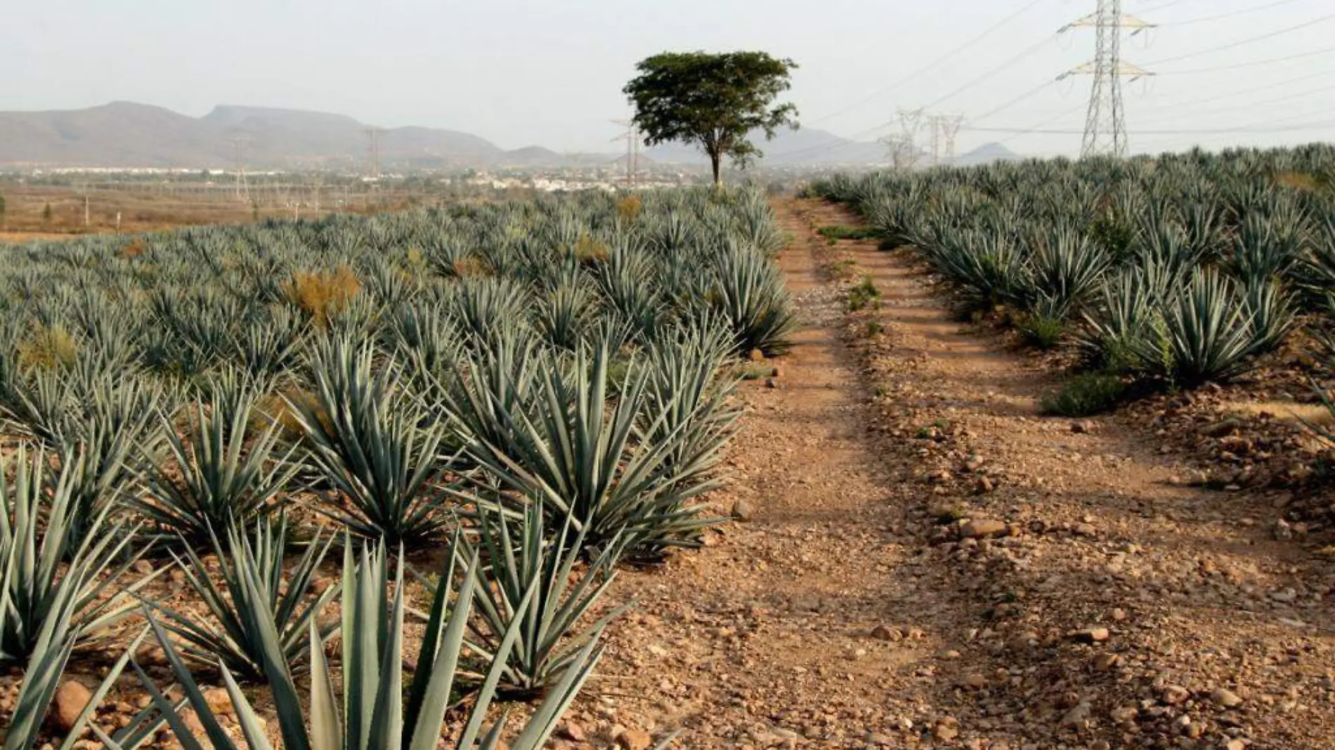 mezcal-sinalo