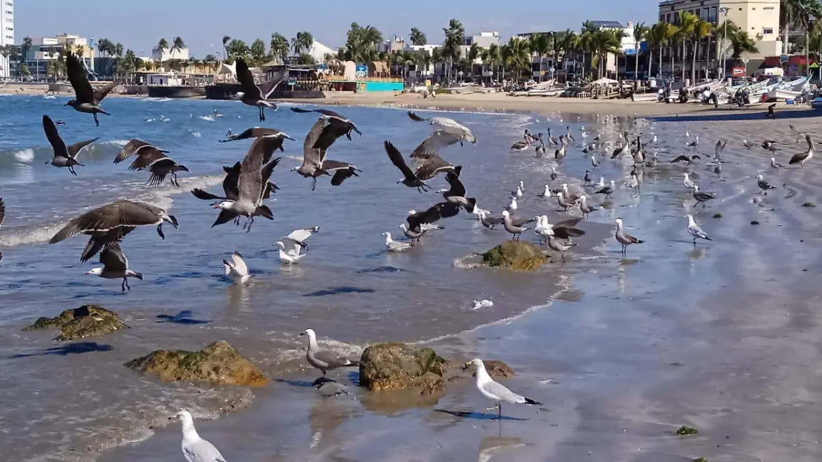 espectáculo de aves1