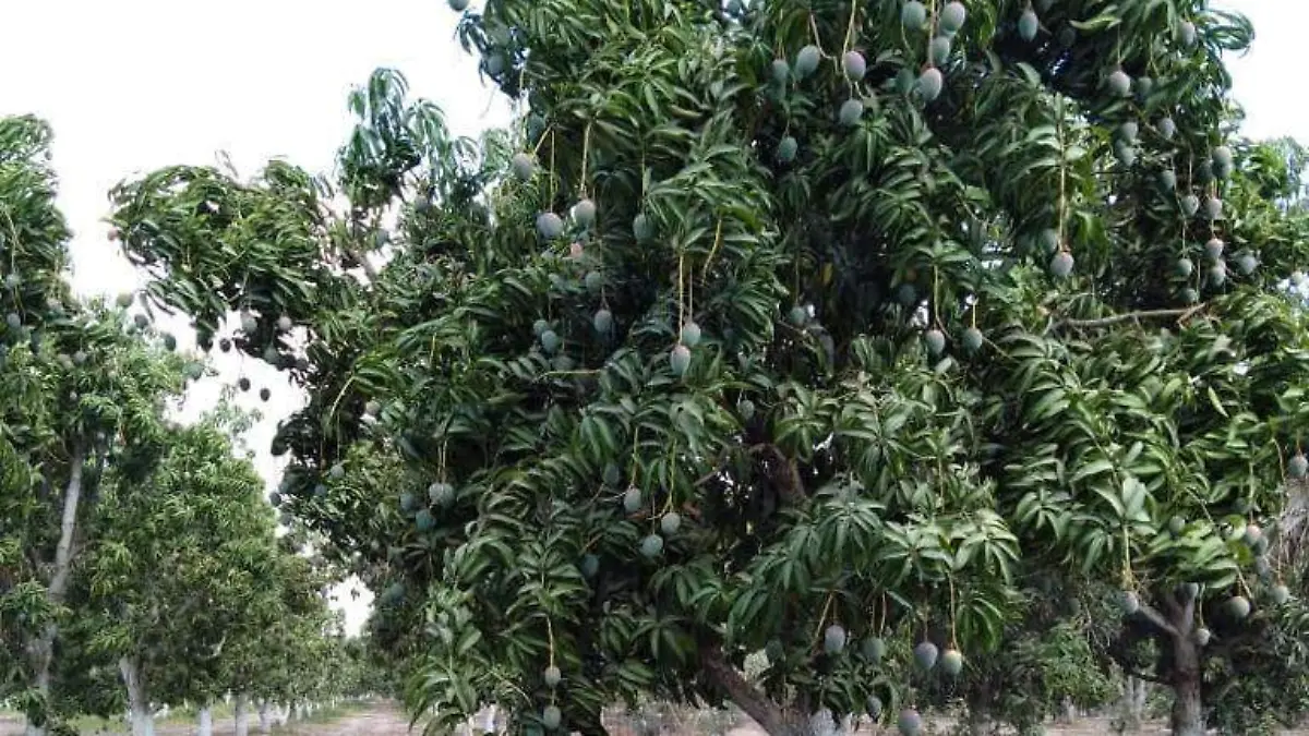 -mango-en-Escuinapa111-