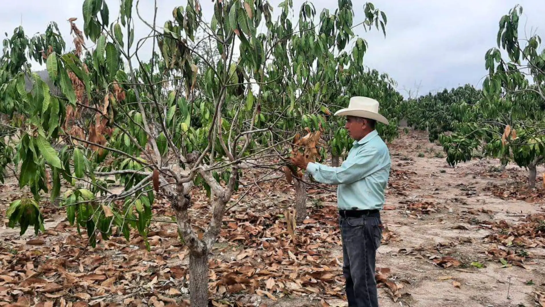 actividad-fructifera-escuinapa