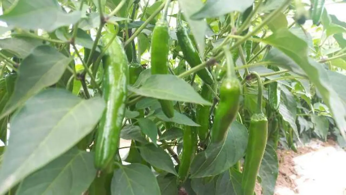 chile-uno