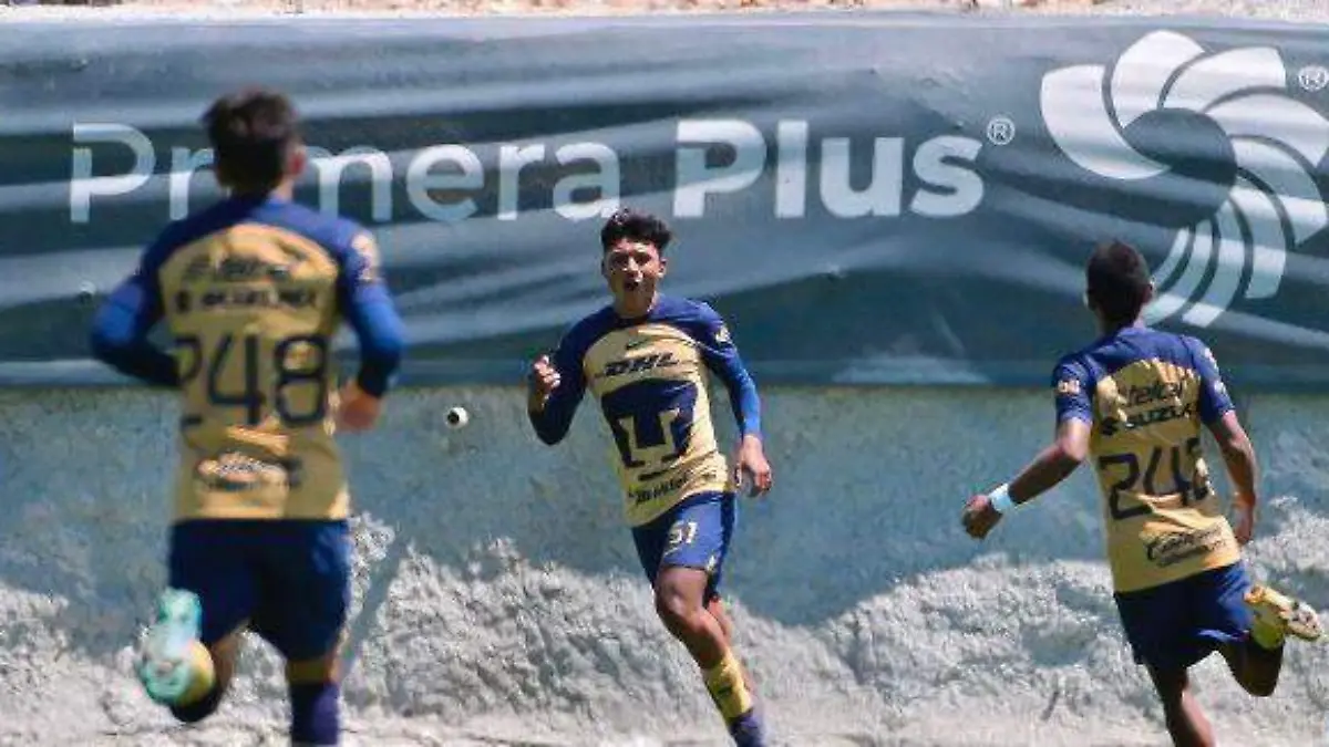 pumas