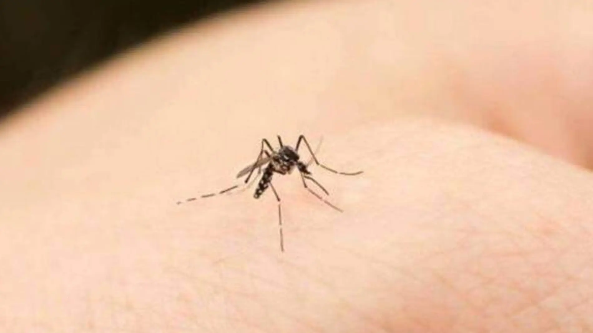 DENGUE