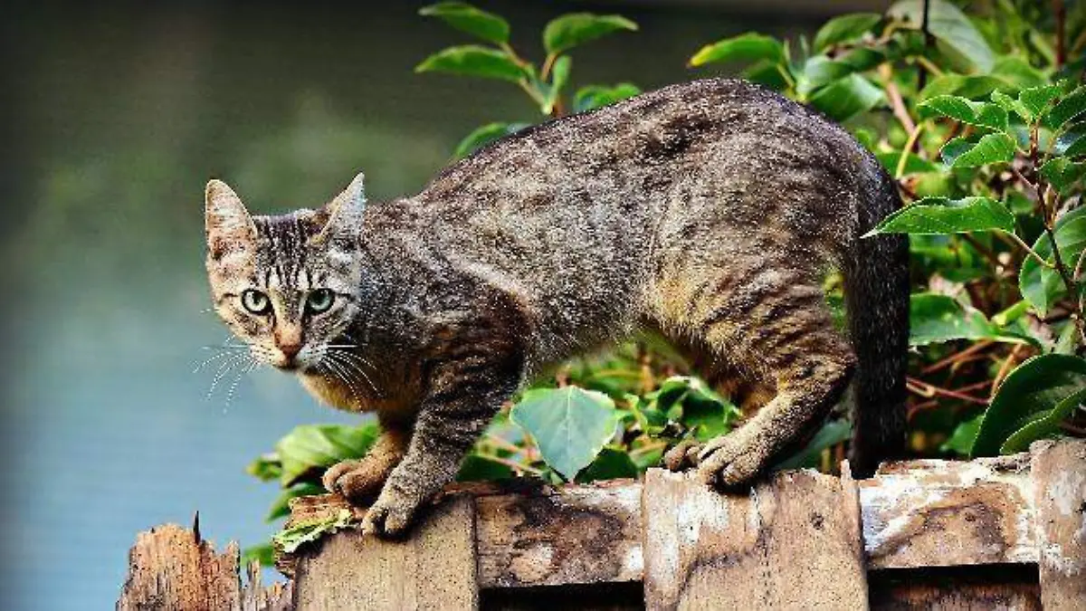 GATO