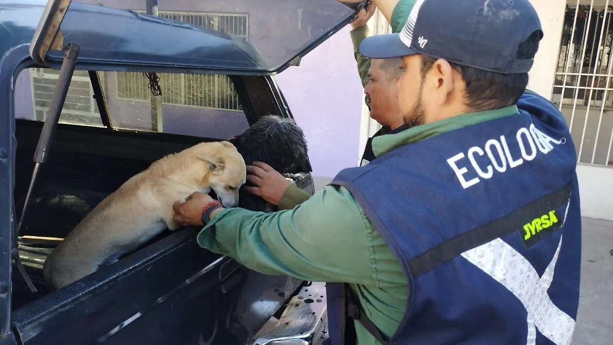 perritos1