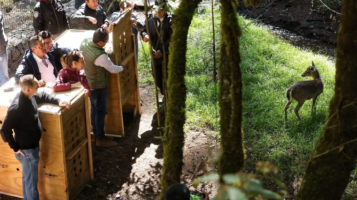 fauna-silvestre-mazatlan