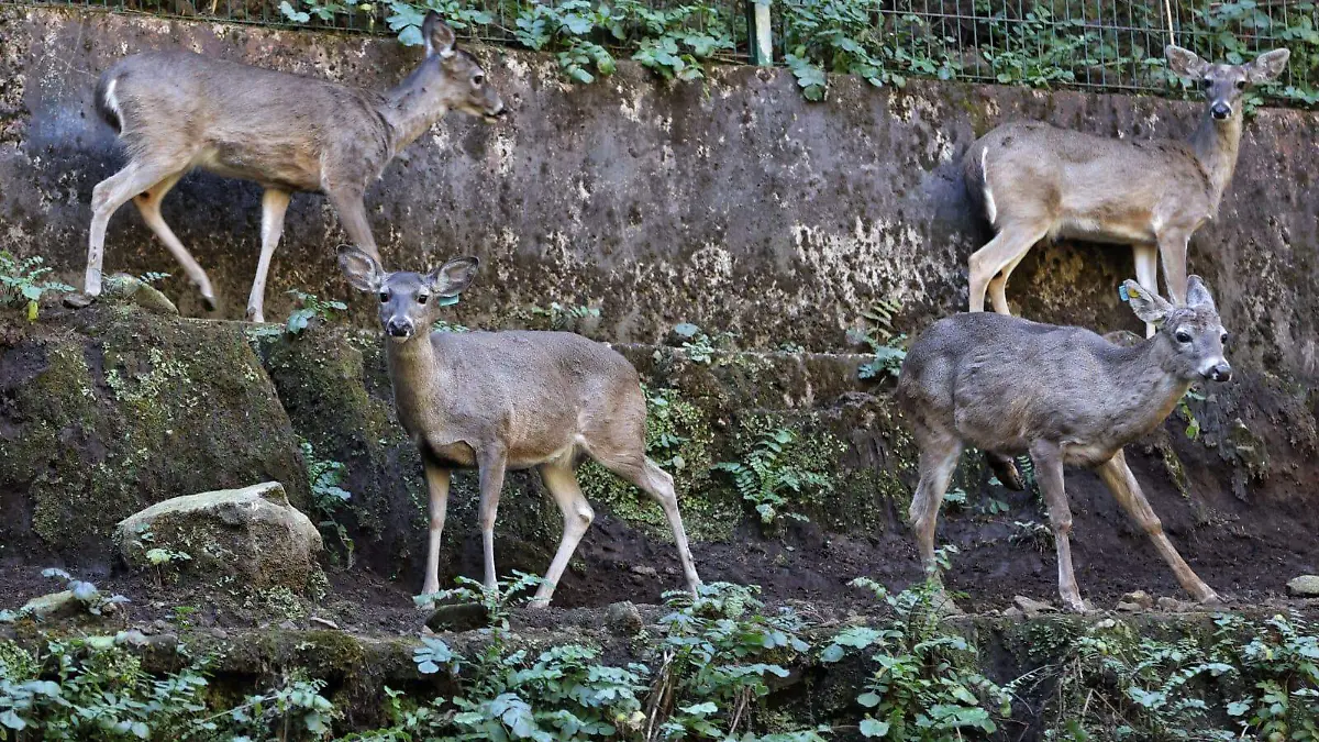 fauna-silvestre-mazatlan