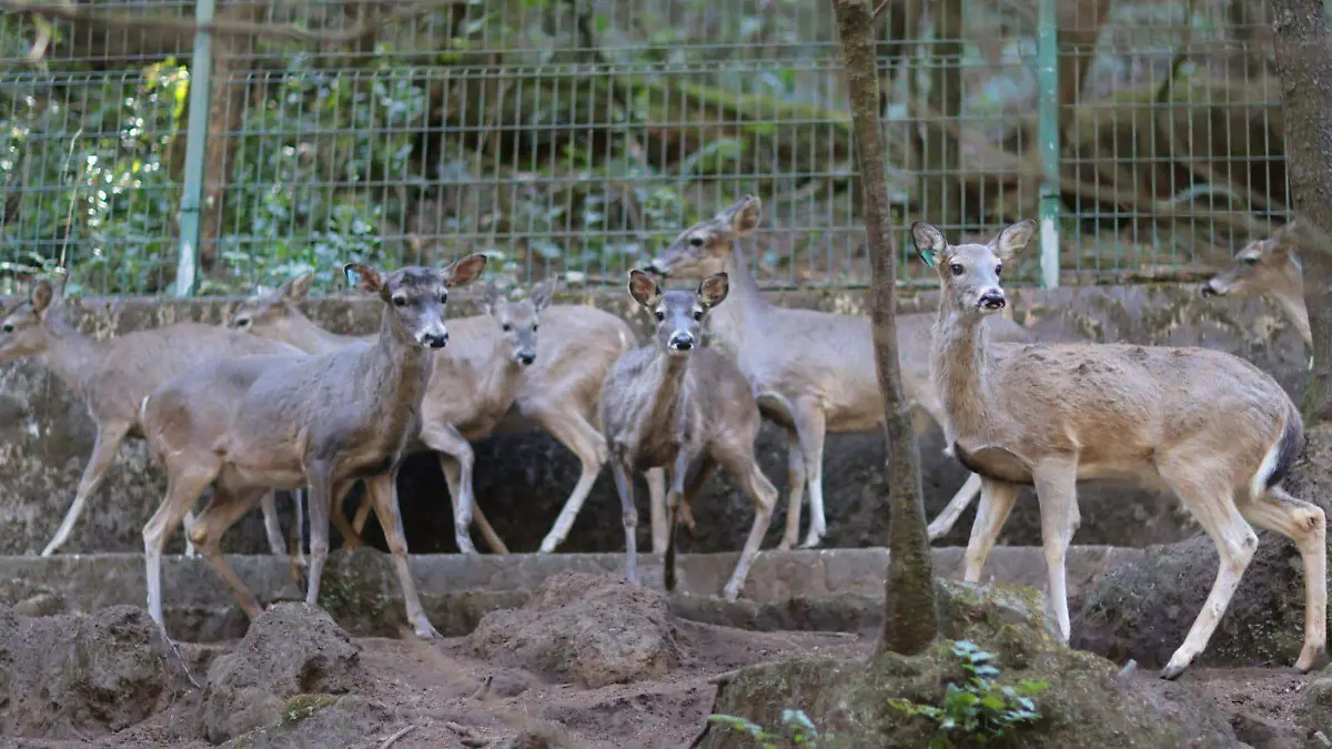 fauna-silvestre-mazatlan