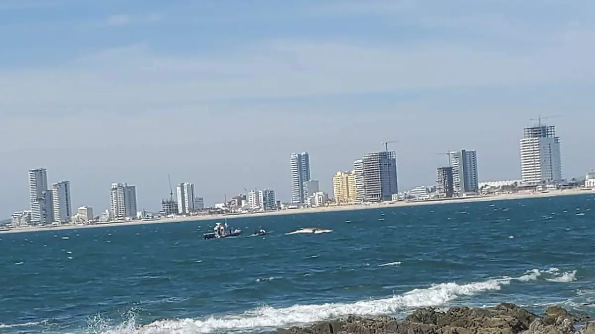 ballenas-muertas-mazatlan