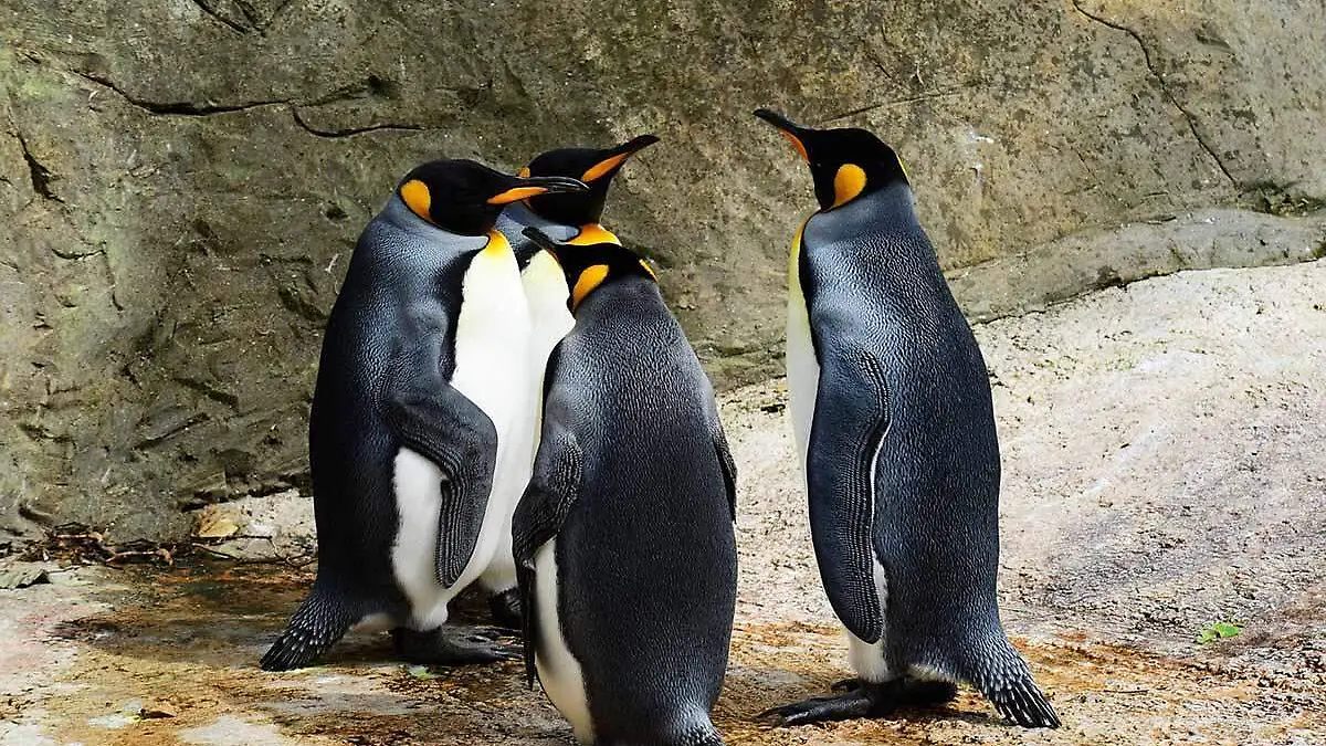 pinguinos