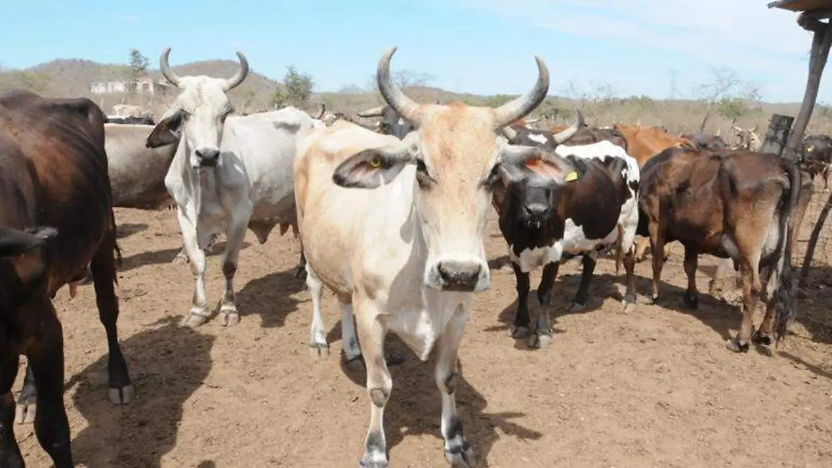 vacas- placas