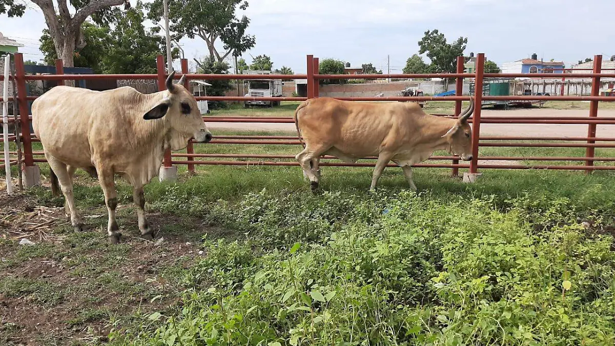ganado-vacas