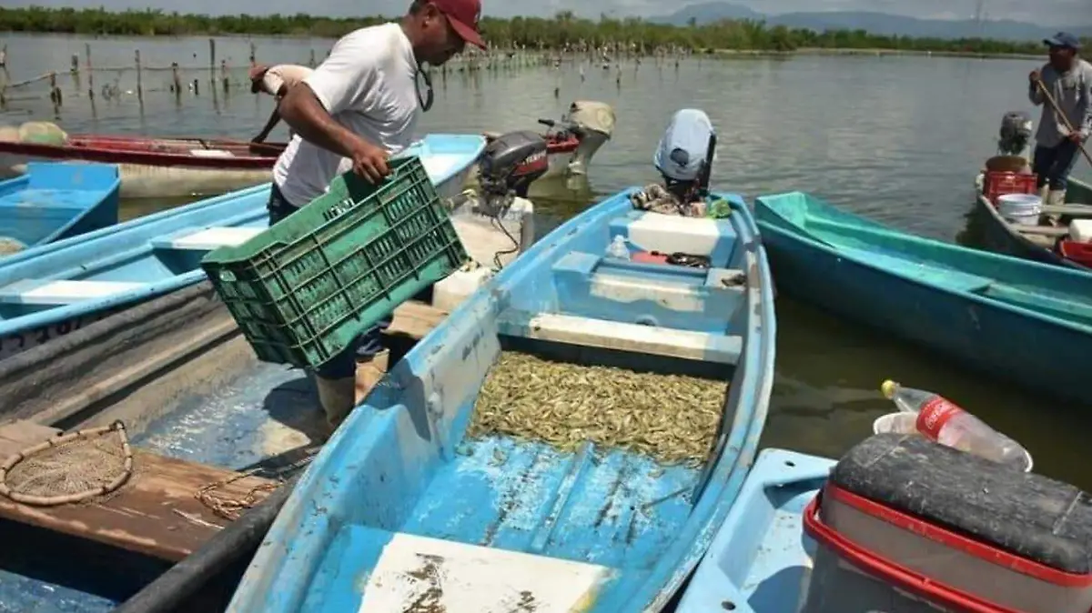 captura-de-camaron